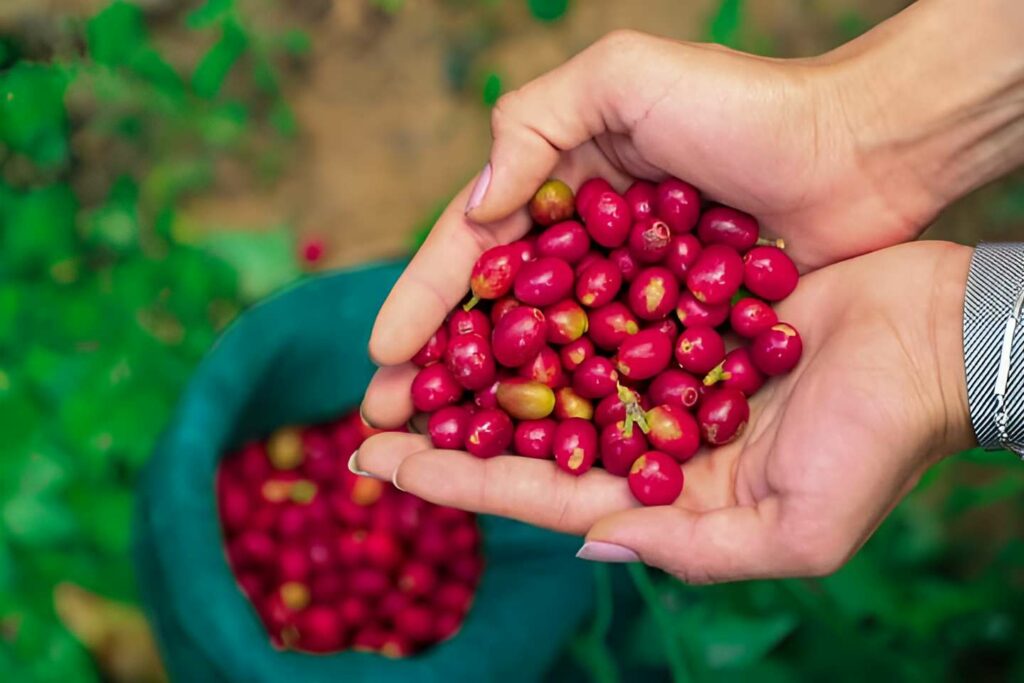 البن اليمني بين كفي فتاة (شبكات تواصل)